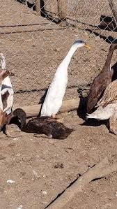 Vand rate alergatoare indiene