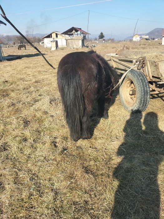 Vând sau schimb poneu cu un cal poneul de 6 ani castrat detalii la tel