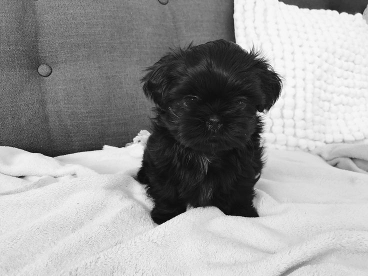 Bichon maltez ///