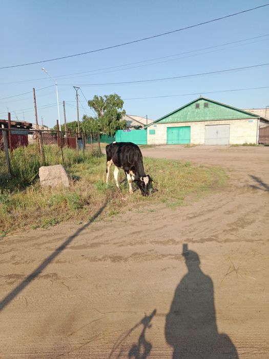 Продам телочку молочной породы