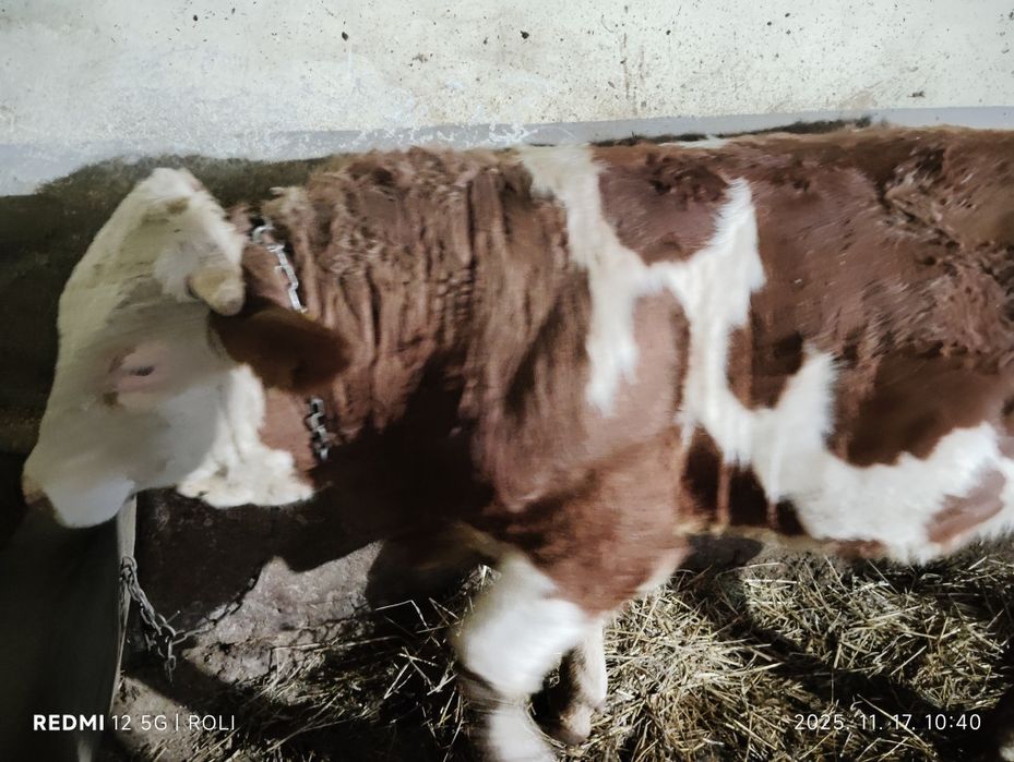 Vand vitel - Bâltata romaneasca