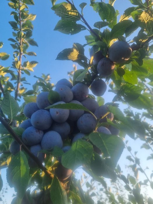 Pomi si arbusti fructiferi