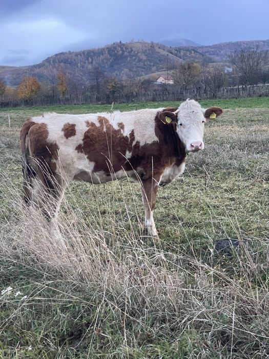 Vand junincă bălțată româneasca