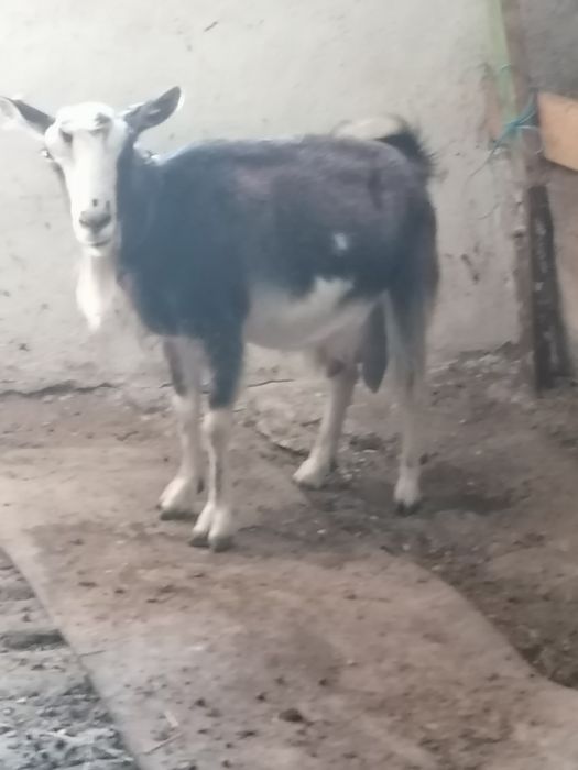 Capre îngrijite acasă