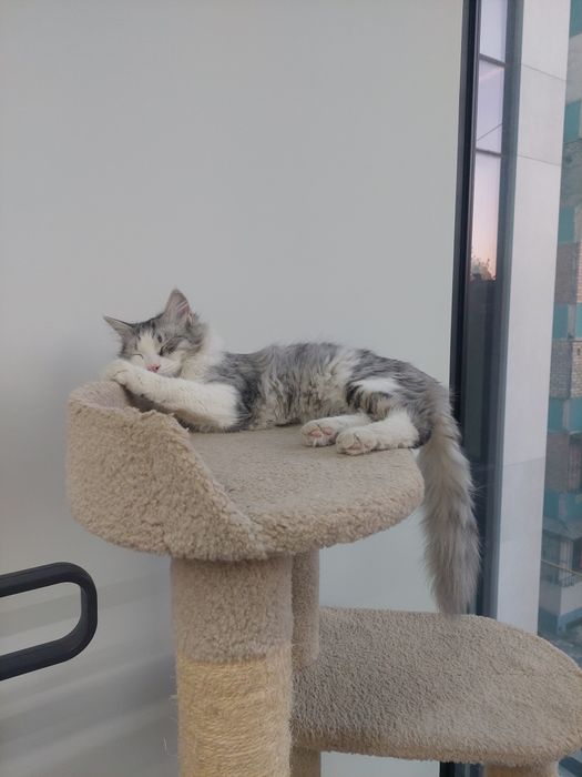 Котенок мальчик Ташкент кастрированный