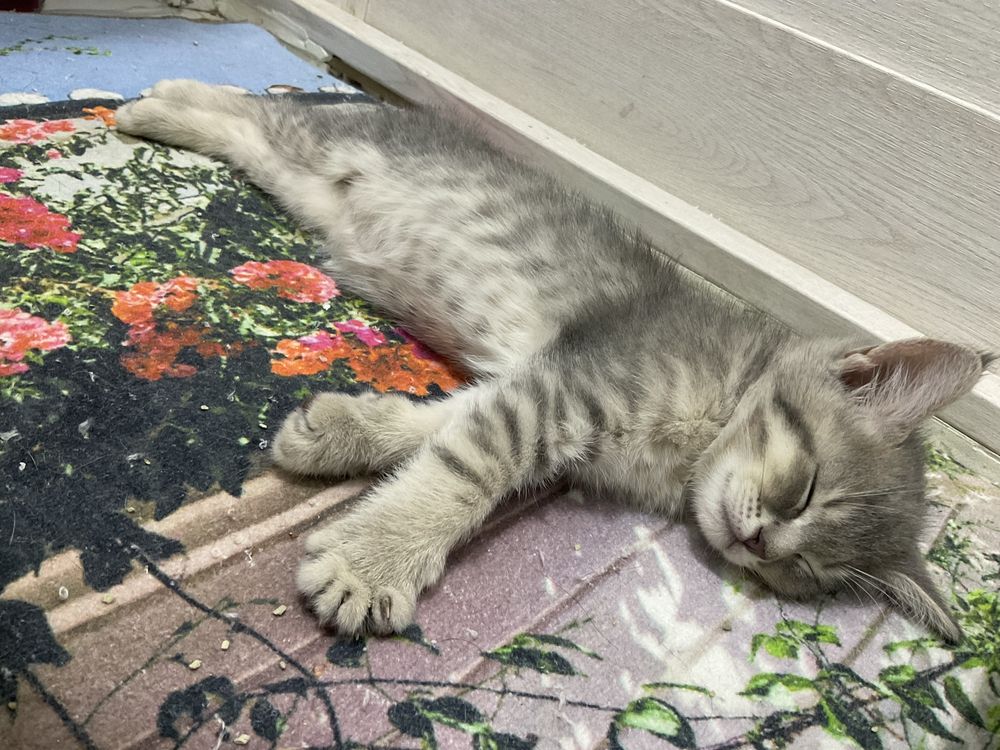 котята скоттиш фолд и вислаухие
