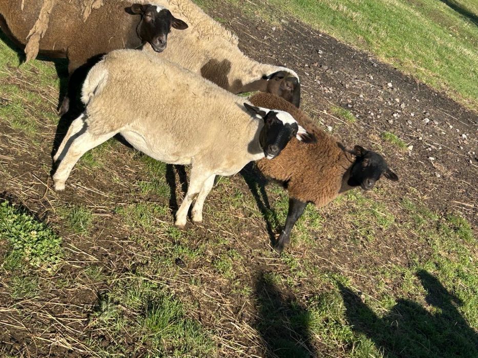 Vand berbecuti, mielute si oi dorper