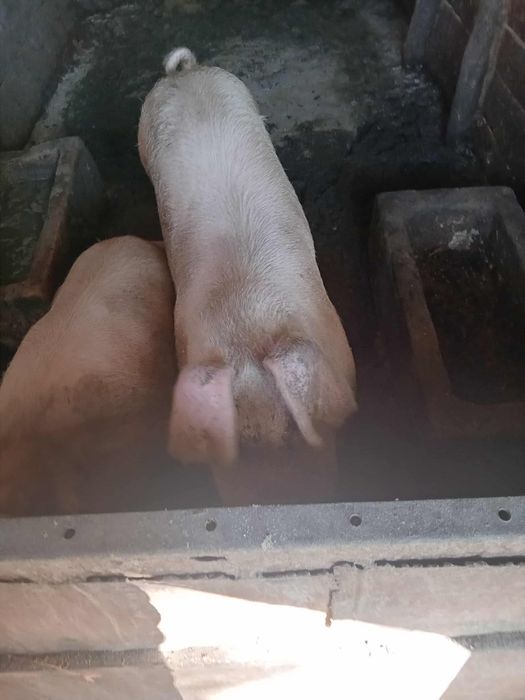 Продавам 1 прасе женско Кам 130 килограма 750 лева крайна цена