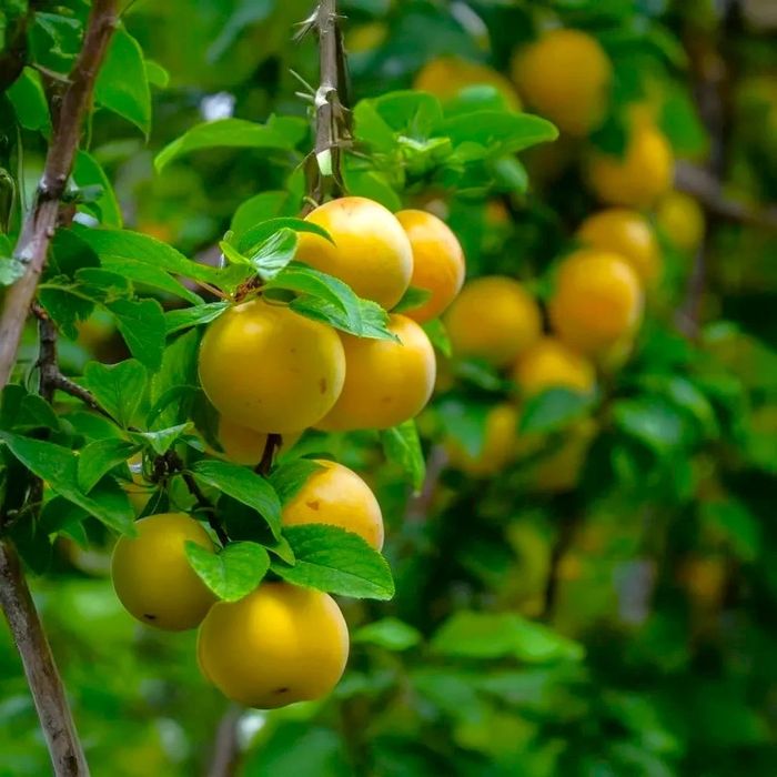 Prun Bianca di Milano