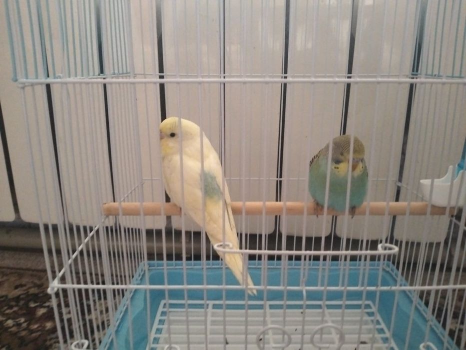 4 хороших попугаев