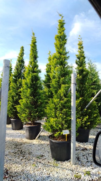 Aucuba Japonica , Criptomenia , Ienupar tarator, Azaleea  Salcam brazi