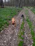 Plimbări    câini  Dog Walker