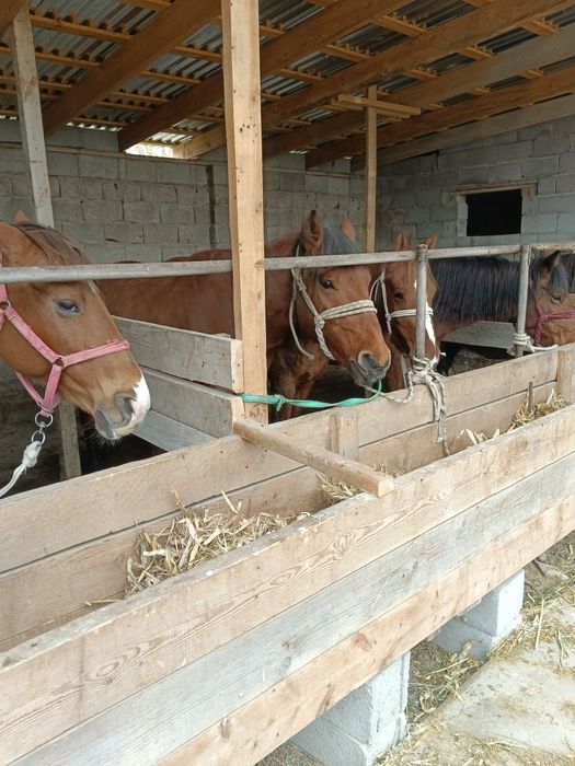 Продается Кабылка Бие лошадь жылқы жылкы Ат