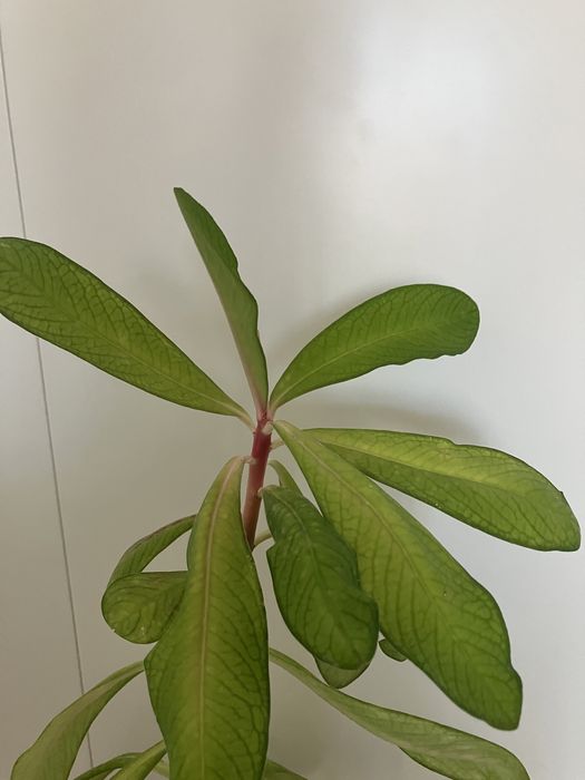 Doua plante de cauciuc