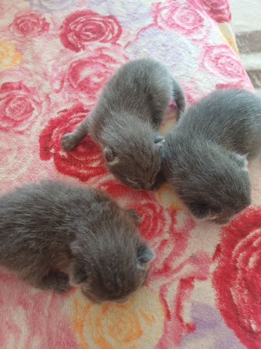 Котята британцы девочки