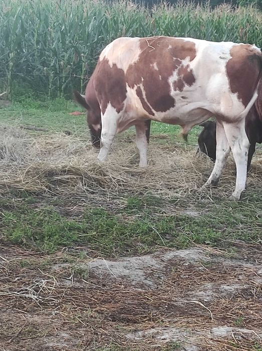 Taur de 4 ani aprox.700 kg