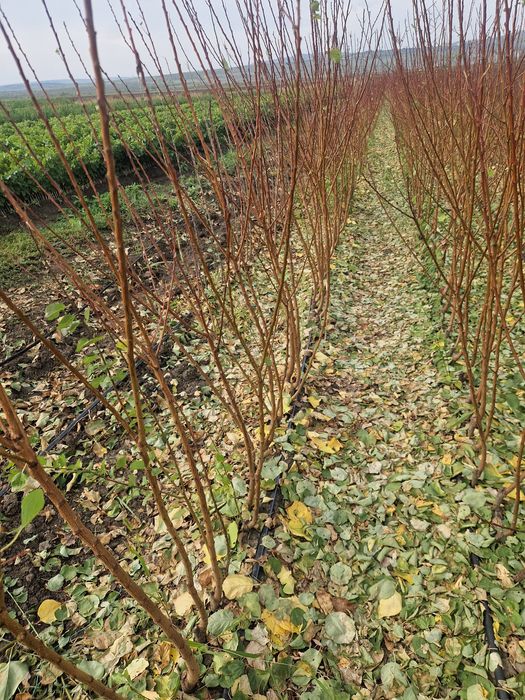 Pomi fructiferi de la producător
