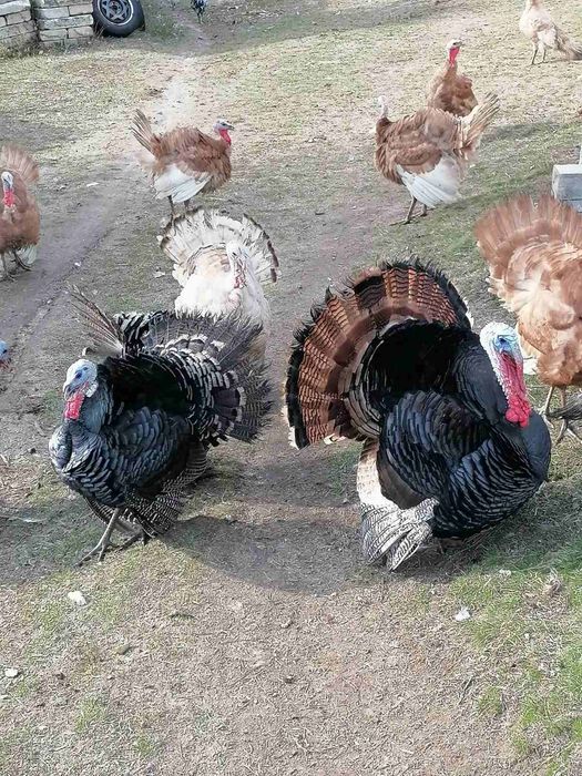 Продавам селски кокошки петли