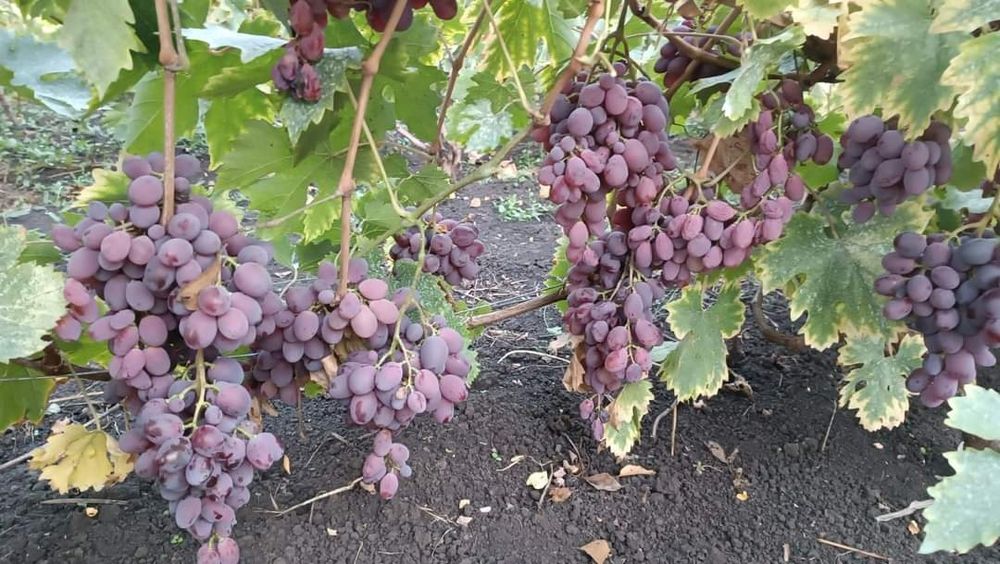 Butași de vita de vie de anul 3