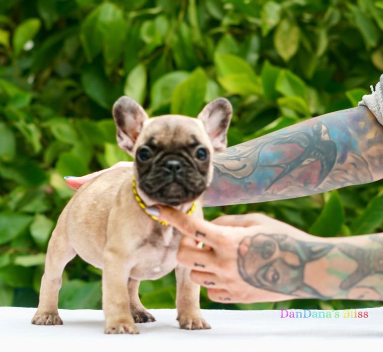 Bulldog francez bej cu pedigree - fetita