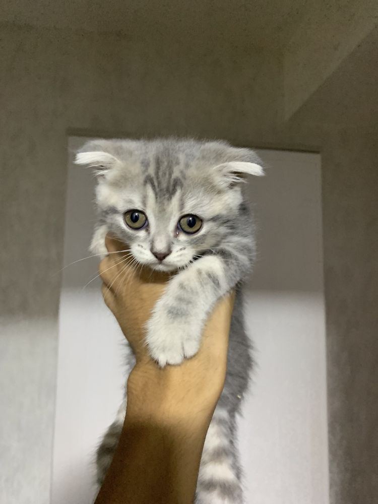Котята шотландской порода полтора месяца