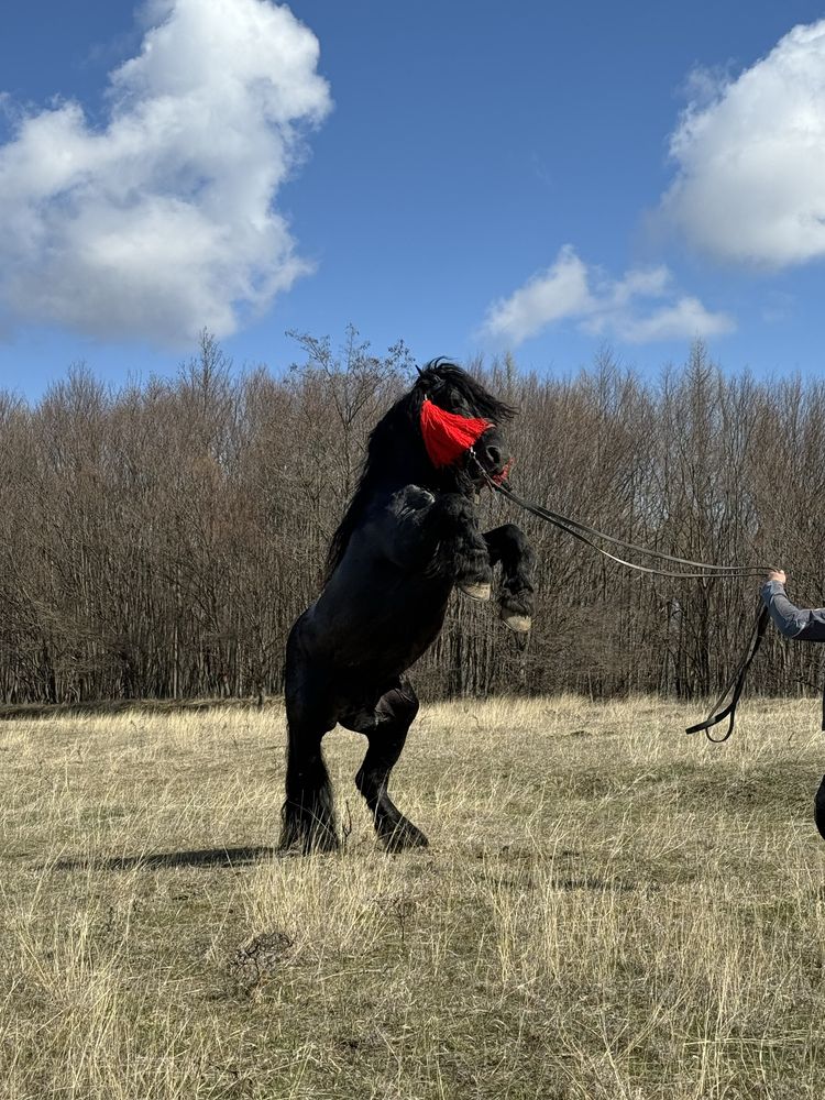 Monta cu armasar negru Ardenez