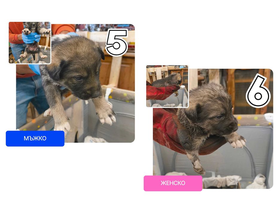 Подарявам кученца (6 броя)