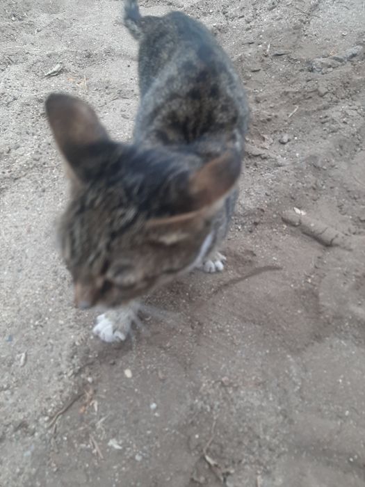 отдам бесплатно котёнка.