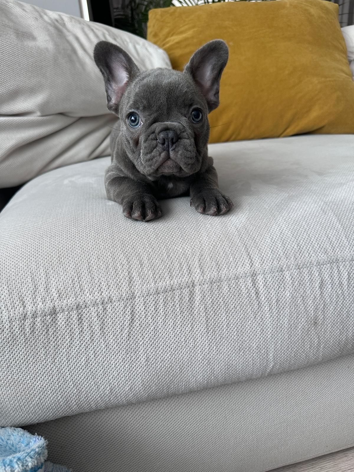 Bulldog francez blue