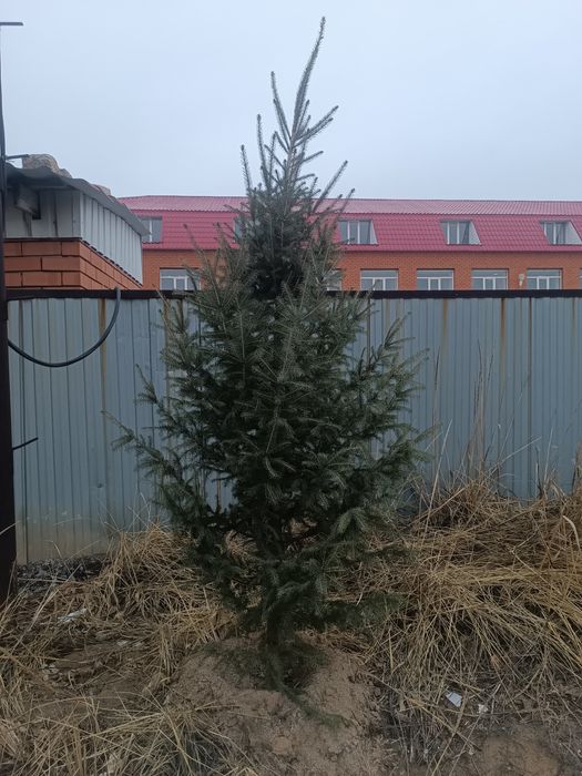 Шырша  25 мыңган биреуи