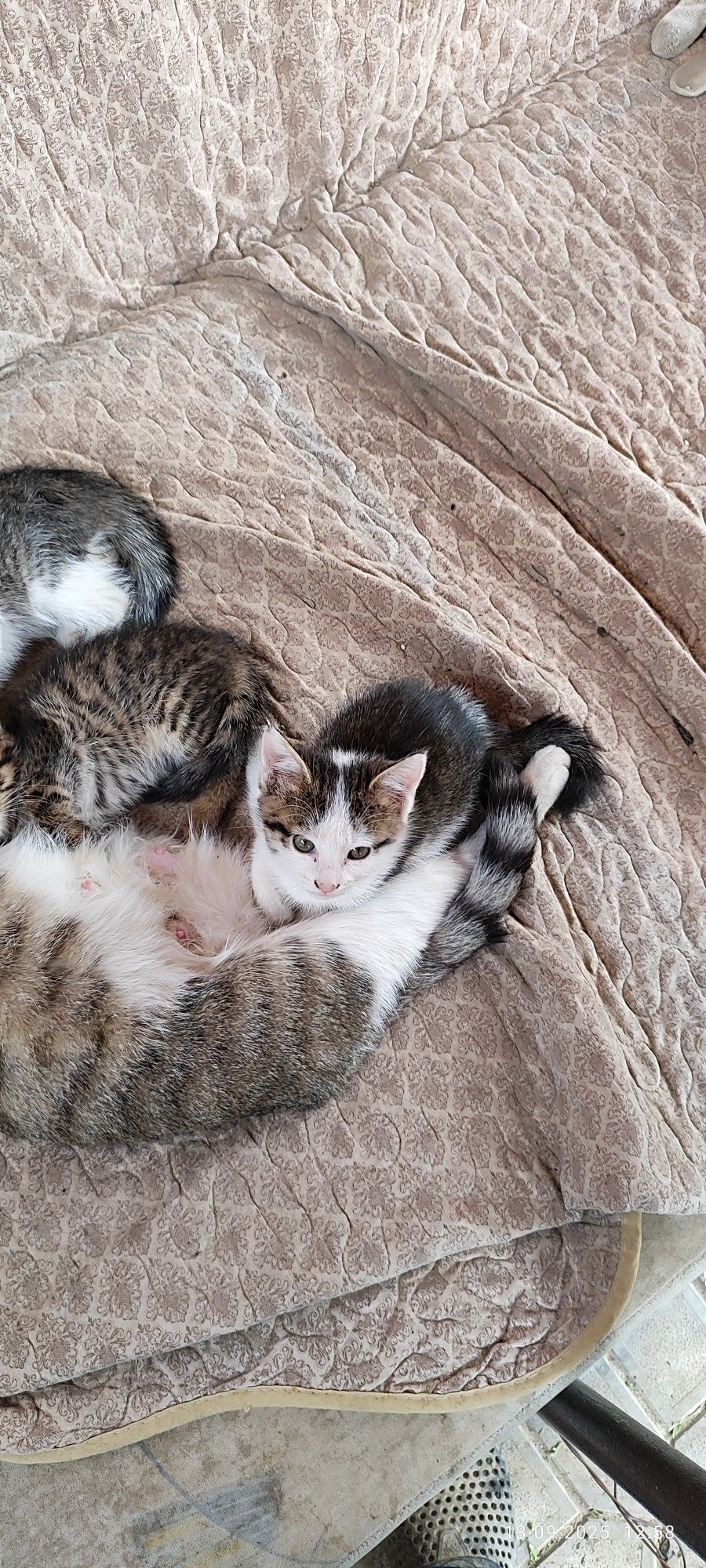 Бесплатно котята в добрые руки