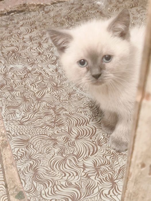 Продаются котята