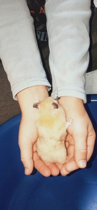 Хомяки два самца