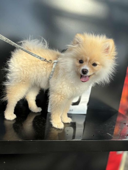 Vând caine rasa Pomeranian