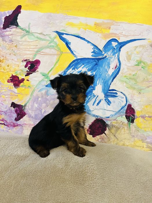 Yorkshire terrier rasa pura