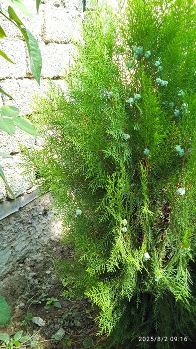 Туя арча сотилади