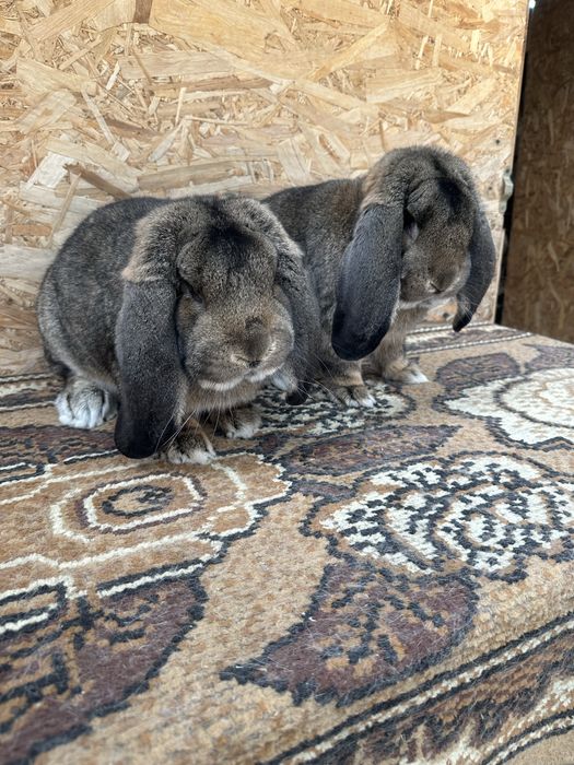 Iepuri berbec german