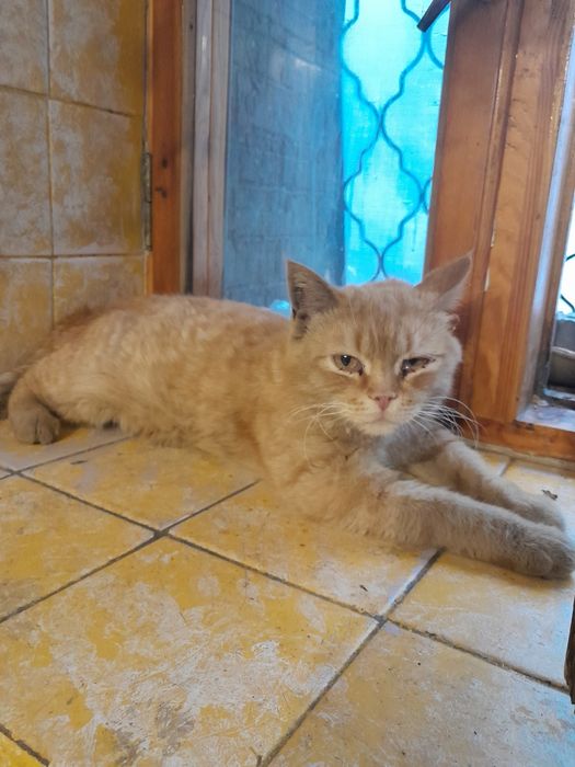 Отдам кота в добрые руки