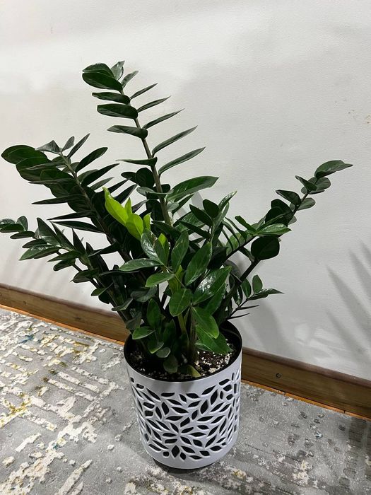 Офис тувак гуллар