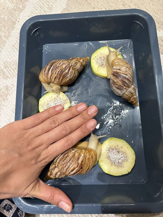 Срочно продаю улиток ахатин ретикулят вместе с террариумом!!! ТОРГ!!!