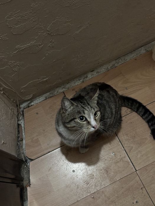 Отдадим котика в добрые руки