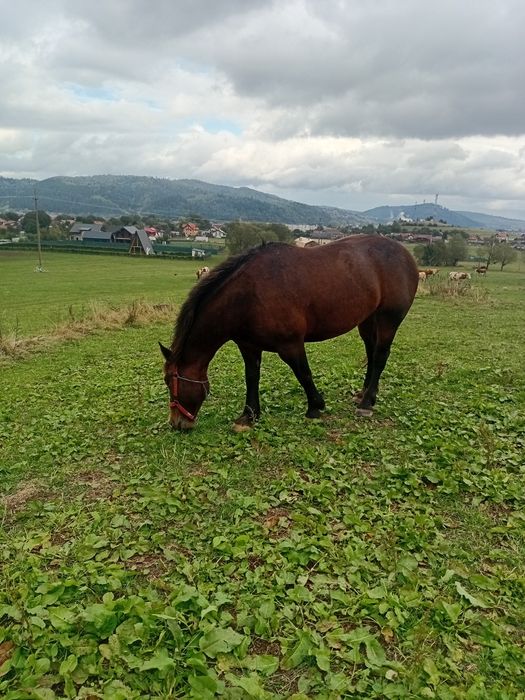 Cal de vanzarea .