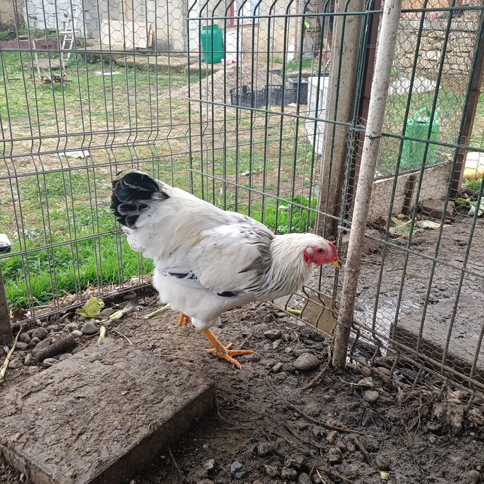 Cocos Sussex cu Adler