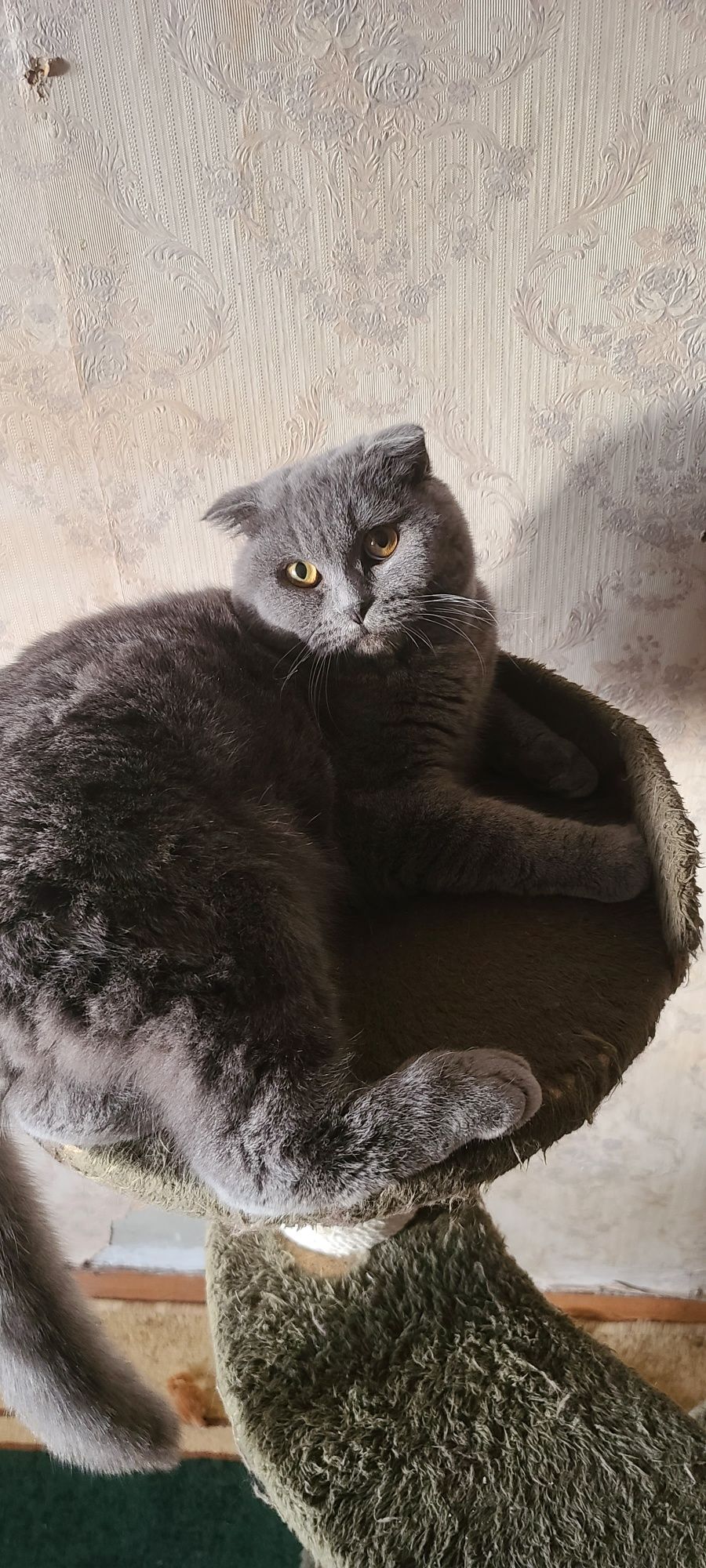 Шотландский скотиш фолд вязка