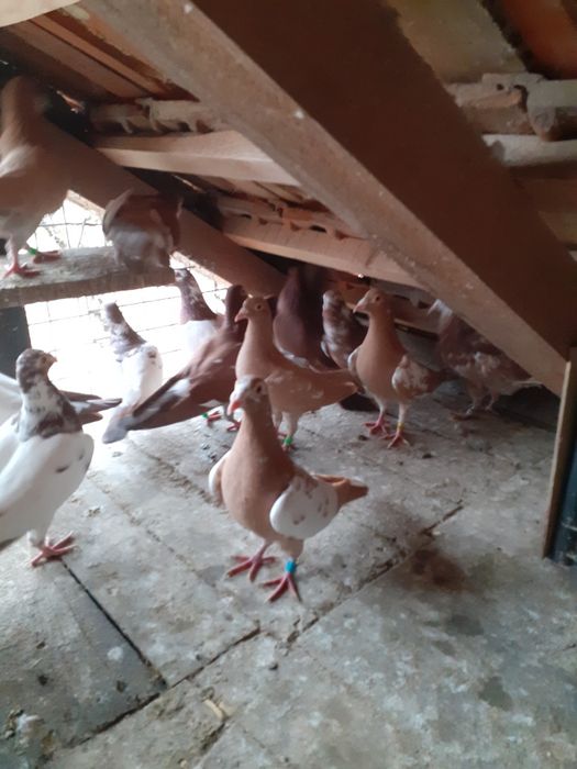 Vând porumbei colorați