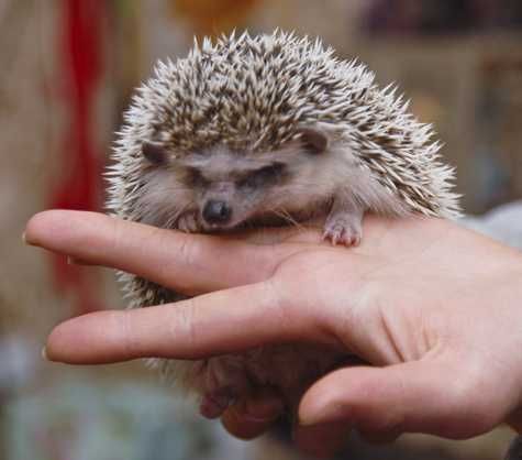 Tipratikan xolpishtak zuridan