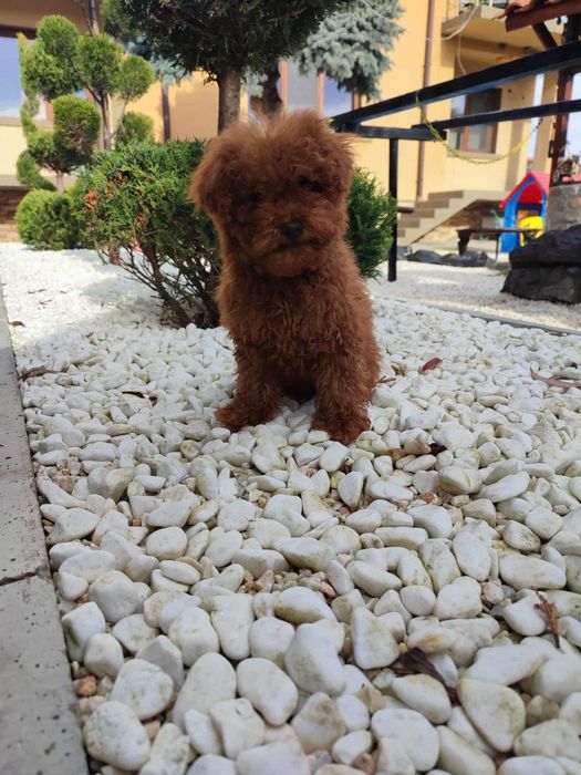 Пудел Той/Poodle Toy