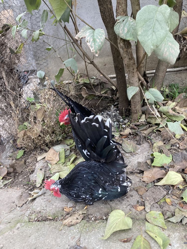 Păsări de expozitie Chabo Bobat de vânzare