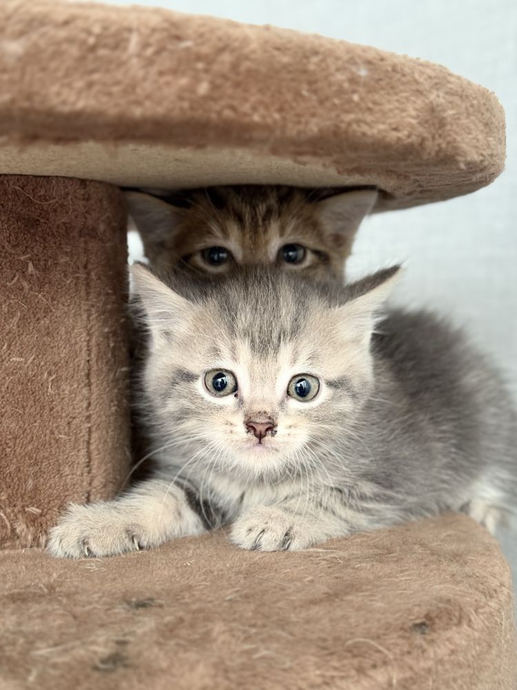 Котята, наполовину британцы