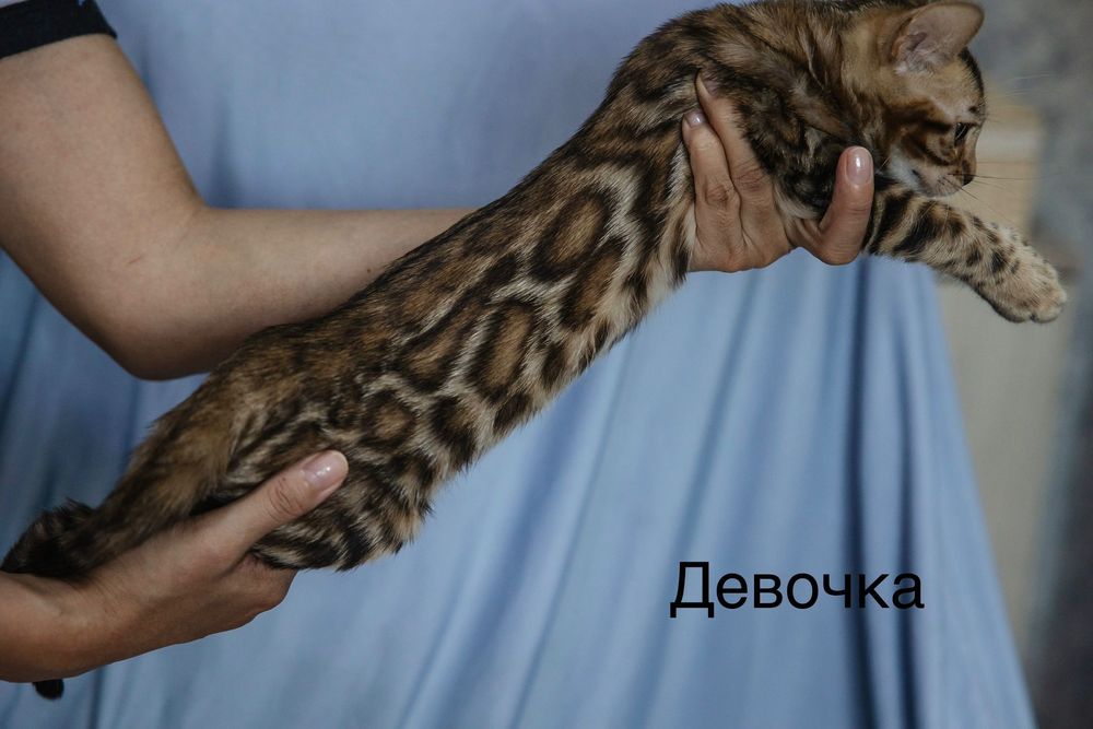 Бенгальские котята